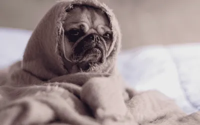 You are getting sleepy, very, very sleepy…